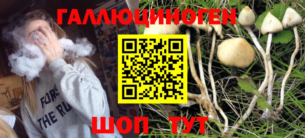Псилоцибиновые грибы Psilocybine cubensis Майский
